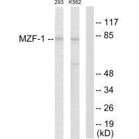Western blot analysis of extracts from 293 cells and K562 cells, using MZF-1 antibody.