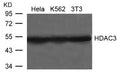 Western blot analysis of extracts from Hela, K562 and 3T3 cells using HDAC3 Antibody.