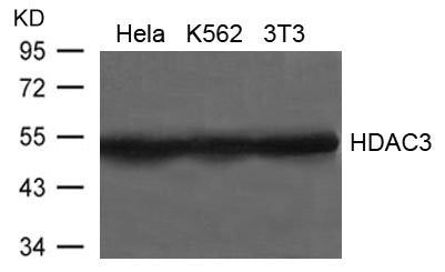 Western blot analysis of extracts from Hela, K562 and 3T3 cells using HDAC3 Antibody.