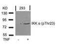 Western blot analysis of extracts from 293 cells untreated or treated with TNF using IKK a(Phospho-Thr23) Antibody.
