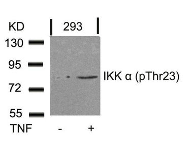 Western blot analysis of extracts from 293 cells untreated or treated with TNF using IKK a(Phospho-Thr23) Antibody.
