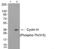 Western blot analysis of extracts from JK cells (Lane 2), using Cyclin H (Phospho-Thr315) Antibody. The lane on the left is treated with antigen-specific peptide.