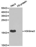 Western blot analysis of extracts of HeLa cell line and H3 protein expressed in E.coli., using H3K9me3 antibody.