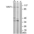 Western blot analysis of extracts from Jurkat cells, using VAV1 (Ab-174) antibody.