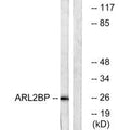 Western blot analysis of extracts from A549 cells, using ARL2BP antibody.