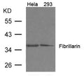 Western blot analysis of extract from 293, Hela cells using Fibrillarin Antibody
