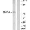 Western blot analysis of extracts from HepG2 cells, using MMP-1 antibody.