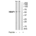 Western blot analysis of extracts from HeLa cells and 293 cells, using HBAP1 antibody.