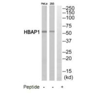 Western blot analysis of extracts from HeLa cells and 293 cells, using HBAP1 antibody.