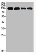 Western Blot analysis of 1,mouse-kidney 2,mouse-heart 3,3T3 4,Hela  cells using primary antibody diluted at 1:500(4°C overnight). Secondary antibody:Goat Anti-rabbit IgG IRDye 800( diluted at 1:5000, 25°C, 1 hour)