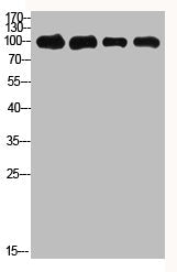 Western Blot analysis of 1,mouse-kidney 2,mouse-heart 3,3T3 4,Hela  cells using primary antibody diluted at 1:500(4°C overnight). Secondary antibody:Goat Anti-rabbit IgG IRDye 800( diluted at 1:5000, 25°C, 1 hour)