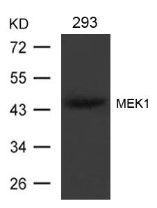 Western blot analysis of extracts from 293 cells using MEK1(Ab-221) Antibody