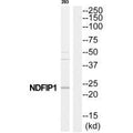Western blot analysis of extracts from 293 cells, using NDFIP1 antibody.