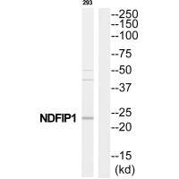 Western blot analysis of extracts from 293 cells, using NDFIP1 antibody.