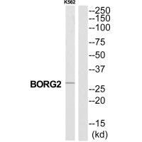 Western blot analysis of extracts from K562 cells, using CDC42EP3 antibody.