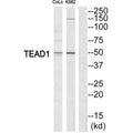 Western blot analysis of extracts from COLO205/K562 cells, using TEAD1 antibody.