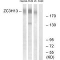 Western blot analysis of extracts from HepG2 cells, A549 cells and Jurkat cells, using ZC3H13 antibody.
