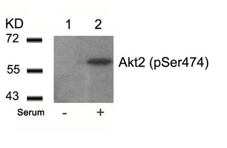 Western blot analysis of extracts from 293 cells untreated(lane 1) or treated with serum(lane 2) using Akt2(Phospho-Ser474) Antibody.