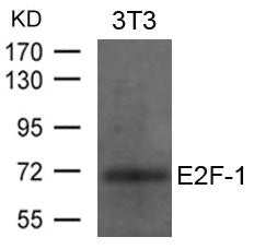 Western blot analysis of extracts from 3T3 cells using E2F-1 Antibody.
