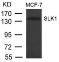 Western blot analysis of extract from MCF-7 cells using SLK1  Antibody