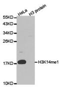 Western blot analysis of extracts of HeLa  and H3 protein, using H3K14me1 antibody.