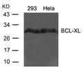 Western blot analysis of extracts from 293 and Hela cells using BCL-XL(Ab-62) antibody.