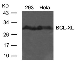 Western blot analysis of extracts from 293 and Hela cells using BCL-XL(Ab-62) antibody.