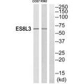 Western blot analysis of extracts from Cos7 cells and K562 cells, using ES8L3 antiobdy.