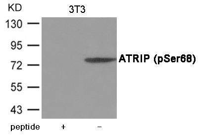 Western blot analysis of extracts from 3T3 cells using ATRIP (Phospho-Ser68) Antibody.The lane on the left is treated with the antigen-specific peptide.