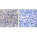 Immunohistochemistry analysis of paraffin-embedded human tonsil tissue using XRCC3 antibody.