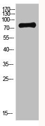 Western Blot analysis of HEPG2 cells using Antibody diluted at 800. Secondary antibody  was diluted at 1:20000