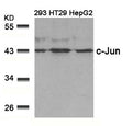 Western blot analysis of extracts from 293, HT29 and HepG2 cells using c-Jun(Ab-239) Antibody.