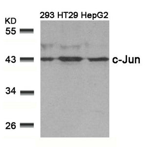 Western blot analysis of extracts from 293, HT29 and HepG2 cells using c-Jun(Ab-239) Antibody.
