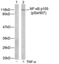 Western blot analysis of extract from HeLa cells untreated or treated with TNF-α using NF-kappa;B p105(phospho-Ser907) antibody.