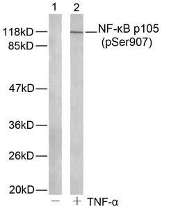 Western blot analysis of extract from HeLa cells untreated or treated with TNF-α using NF-kappa;B p105(phospho-Ser907) antibody.