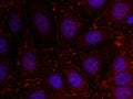 Immunofluorescence staining of methanol-fixed MCF cells using Her3/ErbB3(Ab-1289) Antibody.