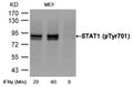 Western blot analysis of extracts from MEF cells untreated or treated with interferon-96