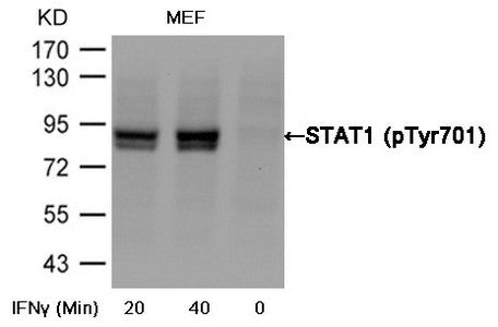 Western blot analysis of extracts from MEF cells untreated or treated with interferon-96