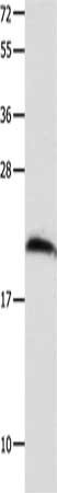 Gel: 12%SDS-PAGE, Lysate: 40 ug, Lane: Mouse brain tissue, Primary antibody: CSB-PA927540(FGF12 Antibody) at dilution 1/700, Secondary antibody: Goat anti rabbit IgG at 1/8000 dilution, Exposure time: 50 seconds