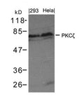 Western blot analysis of extract from 293 cells and Hela using PKCz(Ab-410) Antibody.