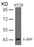 Western blot analysis of extracts from HT29 cells using c-Jun(Ab-93) Antibody.