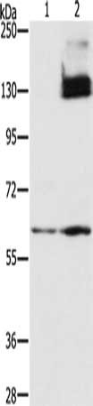 HIF1A Antibody – Figure 1 of 1