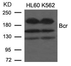 Western blot analysis of extracts from HL60 and K562 cells using Bcr(Ab-177) Antibody.