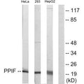Western blot analysis of extracts from HeLa cells, 293 cells and HepG2 cells, using PPIF antibody.