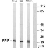 Western blot analysis of extracts from HeLa cells, 293 cells and HepG2 cells, using PPIF antibody.
