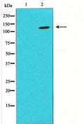 Western blot analysis on LOVO using HIF1a antibody ,The lane on the left is blocked with the antigen-specific peptide.