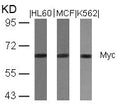 Western blot analysis of extracts from HL60, MCF and K562 cells using Myc(Ab-358) Antibody.