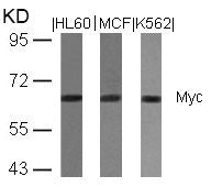 Western blot analysis of extracts from HL60, MCF and K562 cells using Myc(Ab-358) Antibody.