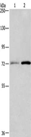 Gel: 6%SDS-PAGE, Lysate: 40 ug, Lane 1-2: 293T cells, 231 cells, Primary antibody: CSB-PA930807(BCAM Antibody) at dilution 1/400, Secondary antibody: Goat anti rabbit IgG at 1/8000 dilution, Exposure time: 1 minute
