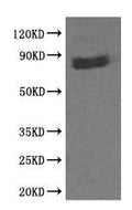 Western blot analysis of extracts from 293 cells and using b-catenin Antibody.